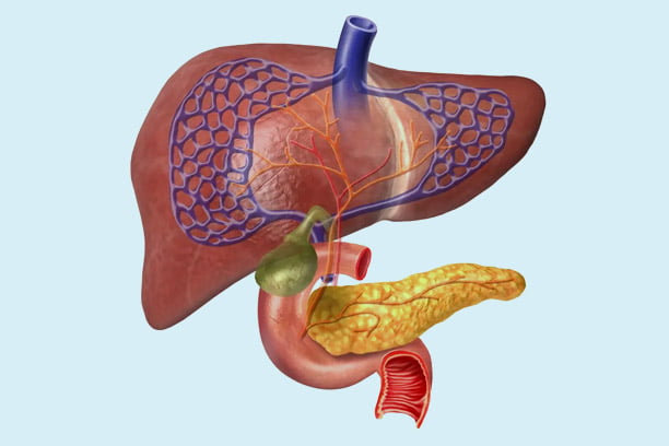 3D medical illustration of liver and pancreas with blood vessels