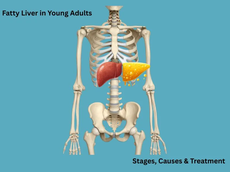 fatty liver in young adults normal vs fatty liver comparison diagram